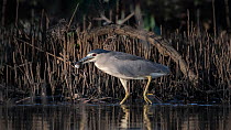 Black-crowned night heron (Nycticorax nycticorax) wading in shallow river with frog prey in beak, Allahein River, The Gambia.