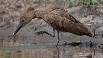 Hamerkop (Scopus umbretta) standing on riverbank holding a feather in beak, scratching and preening, Allahein river, The Gambia.
