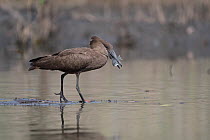 RF - Hamerkop (Scopus umbretta) wading in shallow water with fish prey in beak, Allahein River, The Gambia. (This image may be licensed either as rights managed or royalty free.)