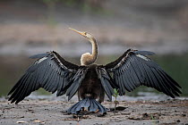African darter (Anhinga rufa) standing on muddy riverbank with wings spread, drying its feathers after fishing, Allahein River, The Gambia.