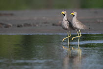 Two African wattled lapwings (Vanellus senegallus) marching side by side in synchronised movement in shallow river - possible courtship display, Allahein River, The Gambia.
