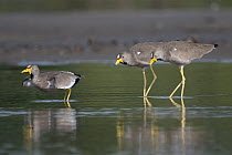Three African wattled lapwings (Vanellus senegallus) in shallow river, two marching side by side in synchronised movement, chasing the third bird away - possible courtship display, Allahein river, The...