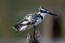 RF - Pied kingfisher (Ceryle rudis) female, perched on dead branch, Allahein River, The Gambia. (This image may be licensed either as rights managed or royalty free.)