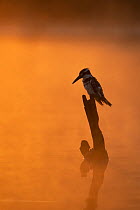 Pied kingfisher (Ceryle rudis) perched on branch in river at sunrise, Allahein River, The Gambia.