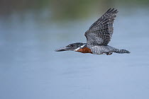 RF - Giant kingfisher (Megaceryle maxima) male, flying low over river, Allahein River, The Gambia. (This image may be licensed either as rights managed or royalty free.)