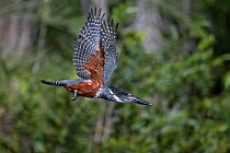 Giant kingfisher (Megaceryle maxima) female in flight, Allahein River, The Gambia.