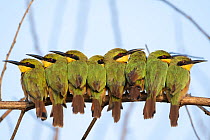 RF - Group of Little bee-eaters (Merops pusillus) perched side by side on branch in early morning, Allahein River, The Gambia. (This image may be licensed either as rights managed or royalty free.)