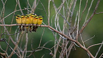 Group of Little bee-eaters (Merops pusillus) perched side by side on branch in early morning, Allahein River, The Gambia.
