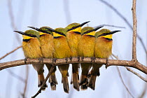 Group of Little bee-eaters (Merops pusillus) perched side by side on branch in early morning, Allahein River, The Gambia.