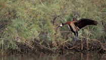 White-faced whistling duck (Dendrocygna viduata) landing on river, Allahein River, The Gambia.