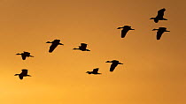 Flock of White-faced whistling ducks (Dendrocygna viduata) in flight at sunset, Allahein River, The Gambia.