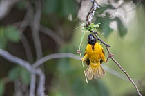 Village weaver (Ploceus cucullatus) perched on branch, in early stages of constructing a nest, Allahein River, The Gambia.