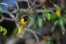 RF - Village weaver (Ploceus cucullatus) building nest on end of tree branch, Allahein River, The Gambia. (This image may be licensed either as rights managed or royalty free.)