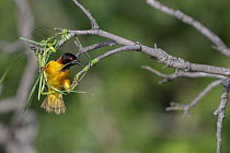 Village weaver (Ploceus cucullatus) building nest at end of branch, Allahein River, The Gambia.
