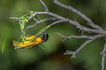 Village weaver (Ploceus cucullatus) building nest at end of branch, Allahein River, The Gambia.