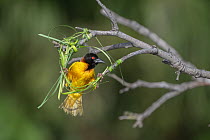 Village weaver (Ploceus cucullatus) in early stages of nest building, Allahein River, The Gambia.