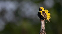 Yellow-crowned bishop (Euplectes afer) male, perched on wooden post ruffling its feathers in courtship display, Allahein River, The Gambia.