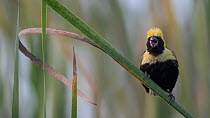 Yellow-crowned bishop (Euplectes afer) male, perched on a reed, performing courtship display, Allahein River, The Gambia.