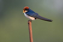 Wire-tailed swallow (Hirundo smithii) perched on tip of branch, singing, Allahein River, The Gambia.