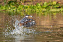 Ringed kingfisher (Megaceryle torquata) fishing in river, Pixaim River, Pantanal wetlands, Mato Grosso, Brazil.