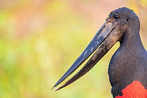 Jabiru stork (Jabiru mycteria) head portrait, Pixaim River, Pantanal wetlands, Mato Grosso, Brazil.