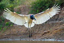 Jabiru stork (Jabiru mycteria) taking flight from river, Pixaim River, Pantanal wetlands, Mato Grosso, Brazil.