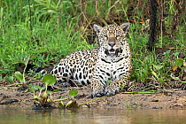 Jaguar (Panthera onca) lying on river bank, Cuiaba River, Pantanal wetlands, Mato Grosso, Brazil.