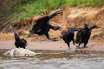 Four Black vultures (Coragyps atratus) fighting over a Caiman (Caiman yacare) carcass in river, Cuiaba River, Pantanal wetlands, Mato Grosso, Brazil.