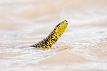 Yellow anaconda (Eunectes notaeus) swimming in river, Cuiaba river, Pantanal, Moto Grosso, Brazil.