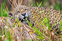 Jaguar (Panthera onca) resting, Cuiaba River, Pantanal wetlands, Mato Grosso, Brazil.