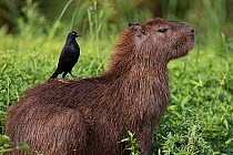 Capybara (Hydrochoerus hydrochaeris) sitting in wetland vegetation with Giant cowbird (Molothrus oryzivorus) perched on its back, Cuiaba River, Pantanal, Mato Grosso, Brazil.