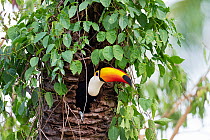 Toco toucan (Ramphastos toco) looking out from nest hole in palm tree, Pantanal wetlands, Mato Grosso, Brazil.