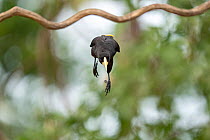 Crested oropendola (Psarocolius decumanus) leaping from branch, Pantanal wetlands, Mato Grosso, Brazil.