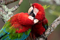 Two Red and green macaws (Ara chloropterus) perched on branch, one preening the other, Burraco das Araras, Pantanal wetlands, Mato Grosso do Sul, Brazil.