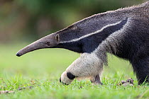 Giant anteater (Myrmecophaga tridactyla) walking, Pantanal, Mato Grosso do Sul, Brazil.