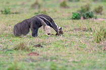 Giant anteater (Myrmecophaga tridactyla) foraging and digging in grassland, Pantanal, Mato Grosso do Sul, Brazil.