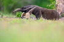 Giant anteater (Myrmecophaga tridactyla) walking over grass, Pantanal, Mato Grosso do Sul, Brazil.