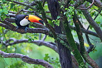 Toco toucan (Ramphastos toco) perched in tree, Pantanal wetlands, Mato Grosso do Sul, Brazil.