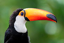 Toco toucan (Ramphastos toco) head portrait, Pantanal wetlands, Mato Grosso do Sul, Brazil.
