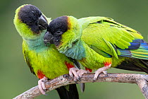 Two Nanday parakeets (Aratinga nenday) perched on branch, one preening the other, Pantanal wetlands, Mato Grosso do Sul, Brazil.