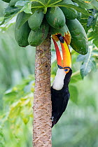 Toco toucan (Ramphastos toco) perched in tree feeding on hanging fruit, Pantanal wetlands, Mato Grosso do Sul, Brazil.