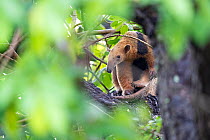 Southern tamandua (Tamandua tetradactyla) sitting in tree, Pantanal, Mato Grosso do Sul, Brazil.