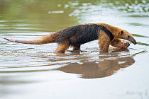 Southern tamandua (Tamandua tetradactyla) walking through shallow water, Pantanal, Mato Grosso do Sul, Brazil.