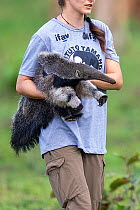 Giant anteater (Myrmecophaga tridactyla) young orphan, being carried by woman at the Instituto Tamandua wildlife rehabilitation centre. This animal has been raised in captivity and will be released ba...