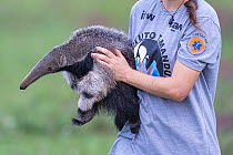 Giant anteater (Myrmecophaga tridactyla) young orphan, being carried by woman at the Instituto Tamandua wildlife rehabilitation centre. This animal has been raised in captivity and will be released ba...