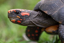 Red-footed tortoise (Chelonoidis carbonaria) head portrait, Pantanal wetlands, Mato Grosso do Sul, Brazil.