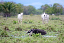 Two Giant anteaters (Myrmecophaga tridactyla) walking through wetland with Zebu cattle in background, Pantanal, Mato Grosso do Sul, Brazil.