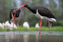 Black stork (Ciconia nigra) pair standing in shallow water, one preening the other during courtship, Kiskunsagi National Park, Pusztaszer, Hungary. May.