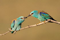 Eurasian roller (Coracias garrulus) pair perched on branch, male delivering insect to female as a nuptial gift prior to mating, Kiskunsagi National Park, Pusztaszer, Hungary. May.