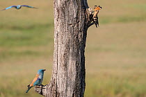 Eurasian hoopoe (Upupa epops) perched at entrance to nest hole with European roller (Coracias garrulus) pair preparing to attack nest, feed on chicks and take over nest, Kiskunsagi National Park, Pusz...